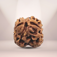 2 Mukhi Rudraksha (Nepali) - Regular