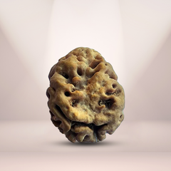 2 Mukhi Rudraksha (Nepali) - Super Collector