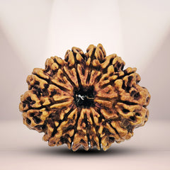 13 Mukhi Nepali Rudraksha 2