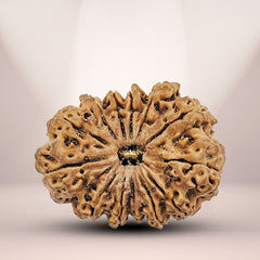 13 Mukhi Nepali Rudraksha 1