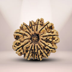 12 Mukhi Nepali Rudraksha