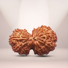 Natural 16 Mukhi Rudraksha (Nepali) - Gaurishankar