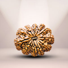 11 mukhi 11 seeds Rudraksha