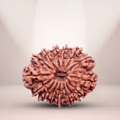 15 Mukhi Rudraksha (Nepali) - Super Collector