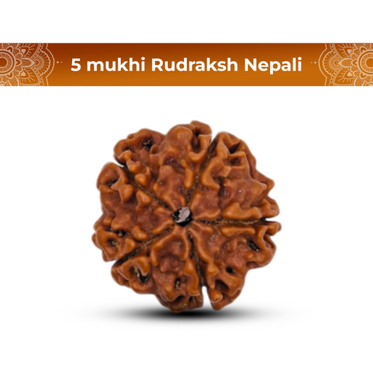 5 Mukhi Rudraksha (Nepali) - Medium