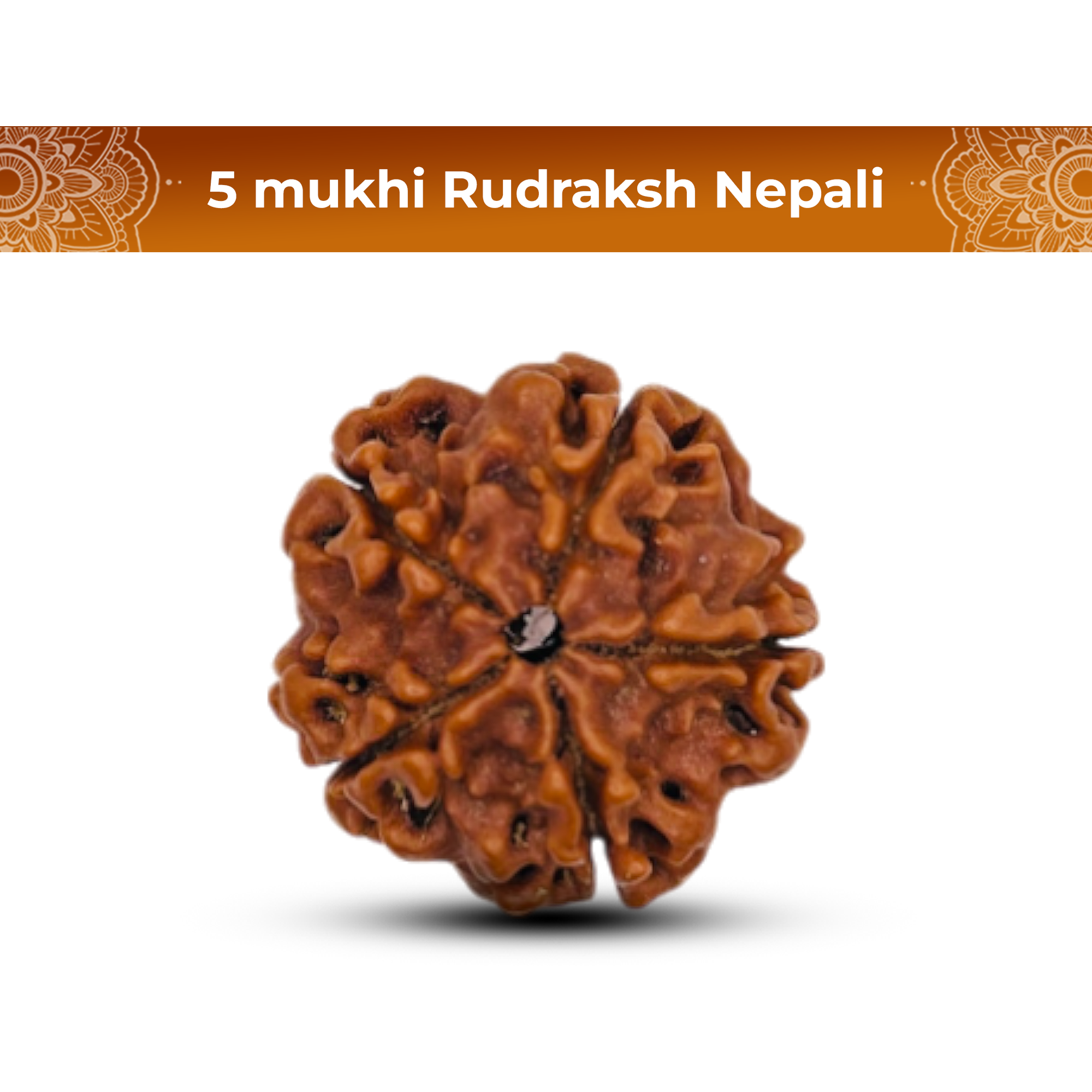 5 Mukhi Rudraksha (Nepali) - Super Collector