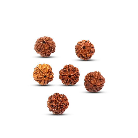 5 Mukhi Rudraksha (Water Beads)