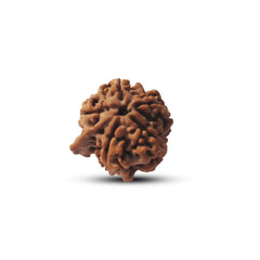 5 Mukhi Rudraksha (Ganesh)