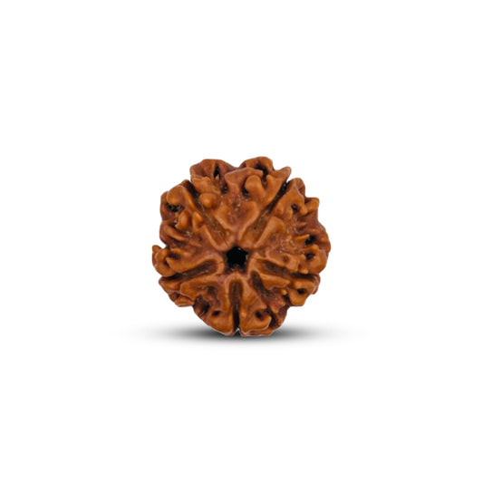 5 Mukhi Rudraksha (Nepali) - Super Collector