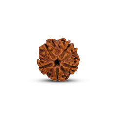 5 Mukhi Rudraksha (Nepali) - Medium