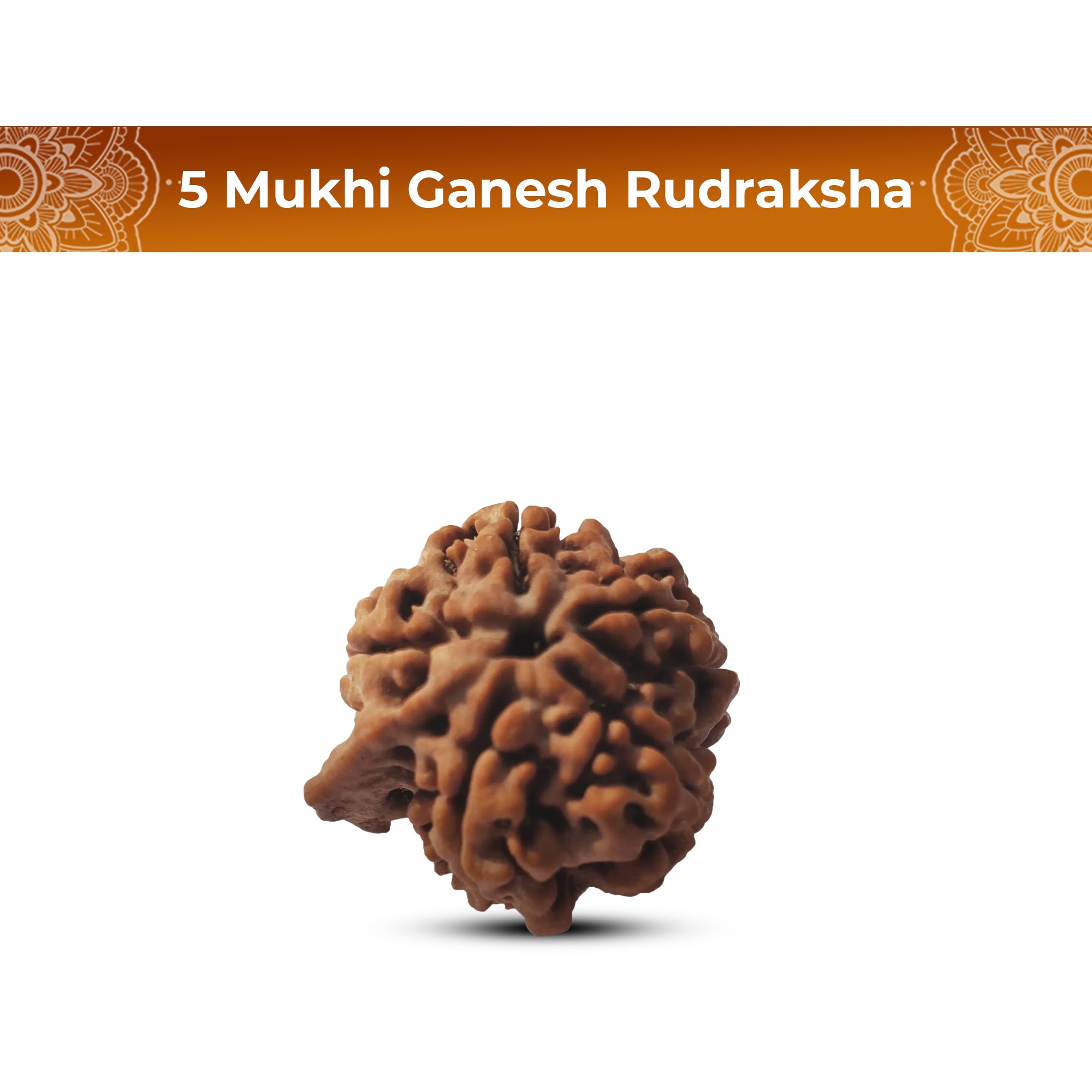 5 Mukhi Rudraksha (Ganesh)