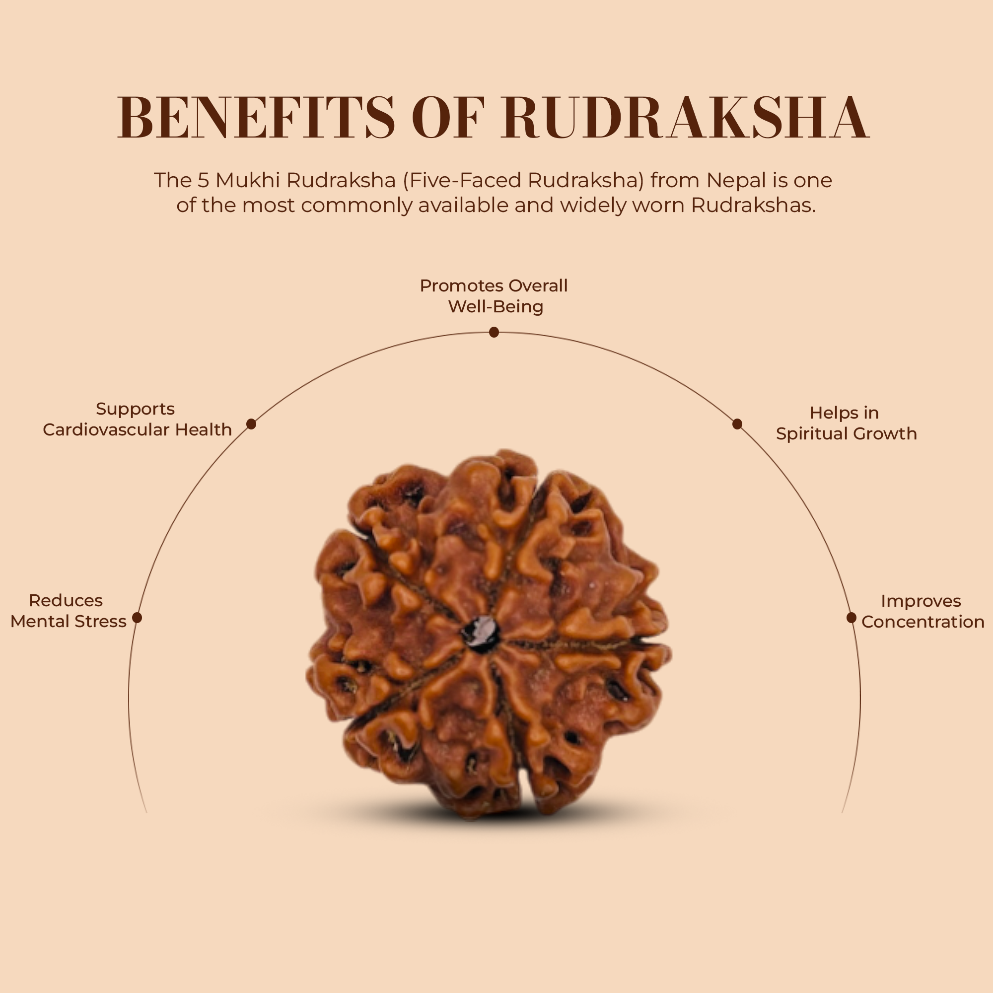 5 Mukhi Rudraksha (Nepali) - Collector