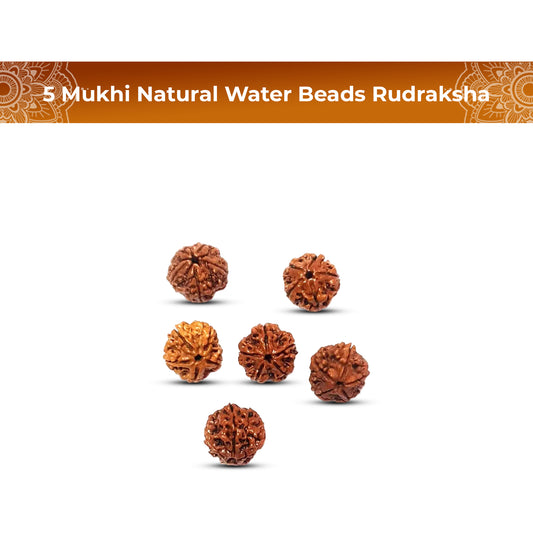 5 Mukhi Rudraksha (Water Beads)