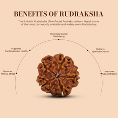 5 Mukhi Rudraksha (Nepali) - Super Collector