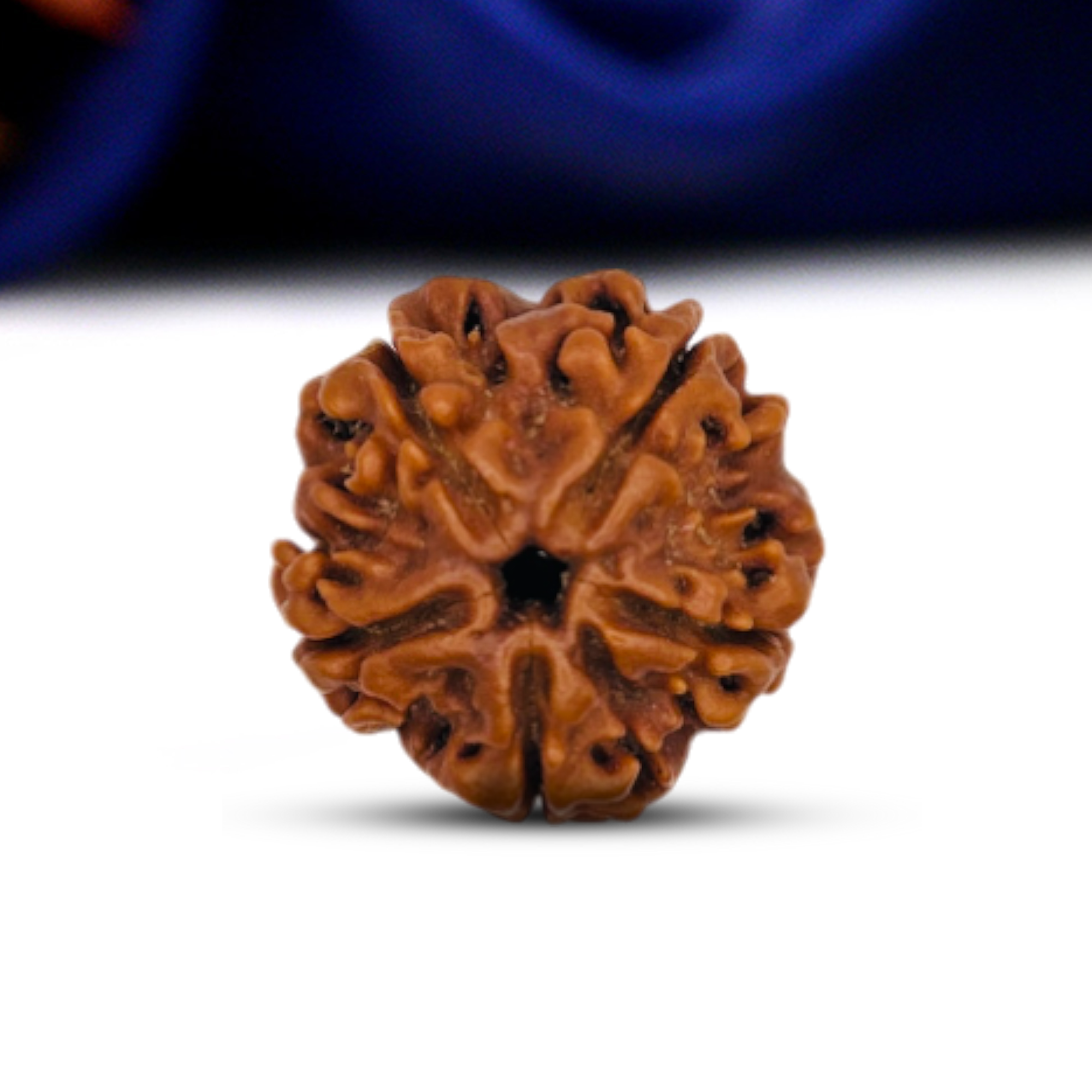 5 Mukhi Rudraksha (Nepali) - Medium