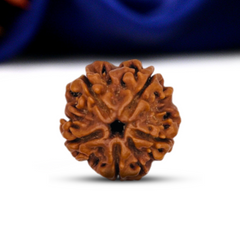 5 Mukhi Rudraksha (Nepali) - Medium