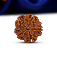 5 Mukhi Rudraksha (Nepali) - Medium