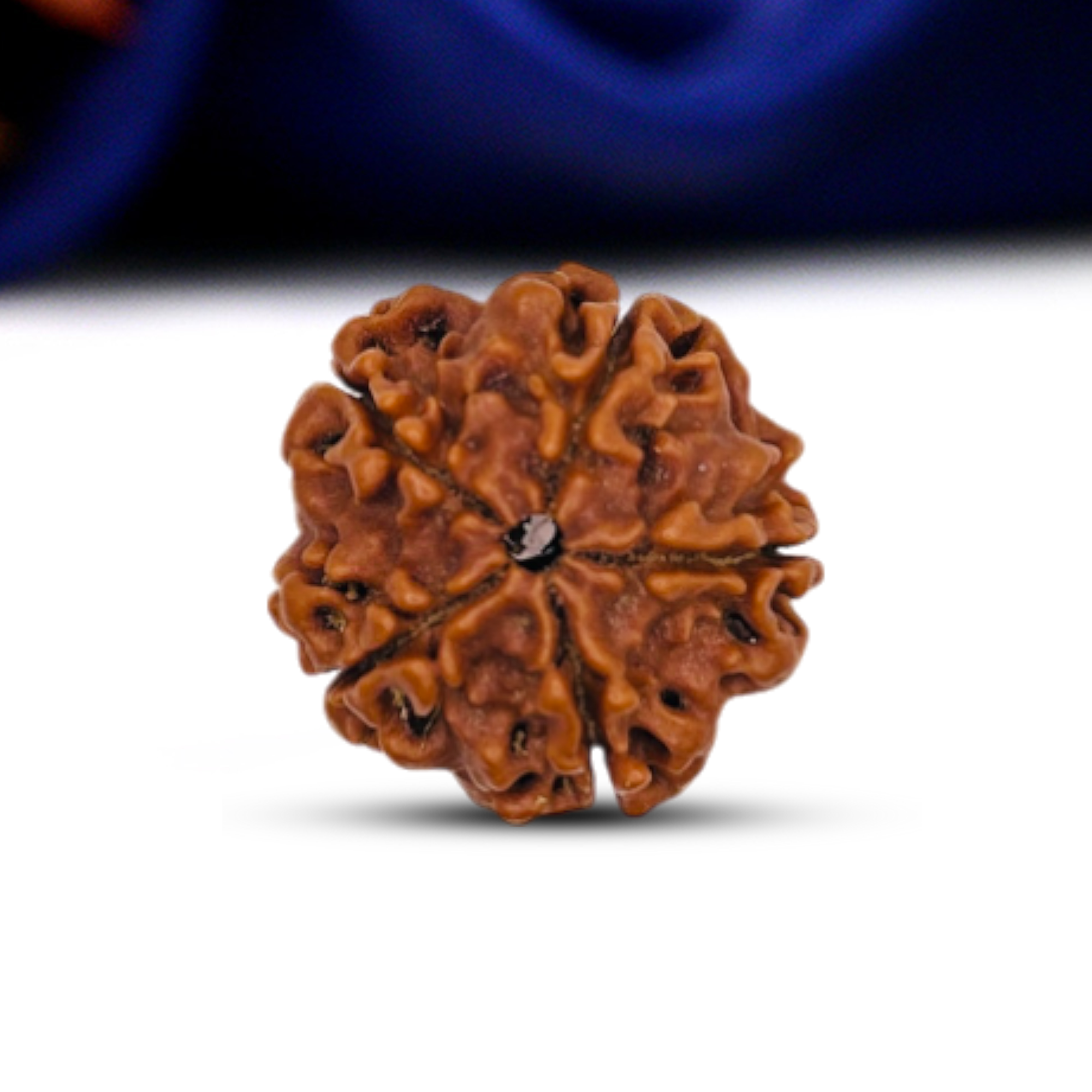 5 Mukhi Rudraksha (Nepali) - Collector