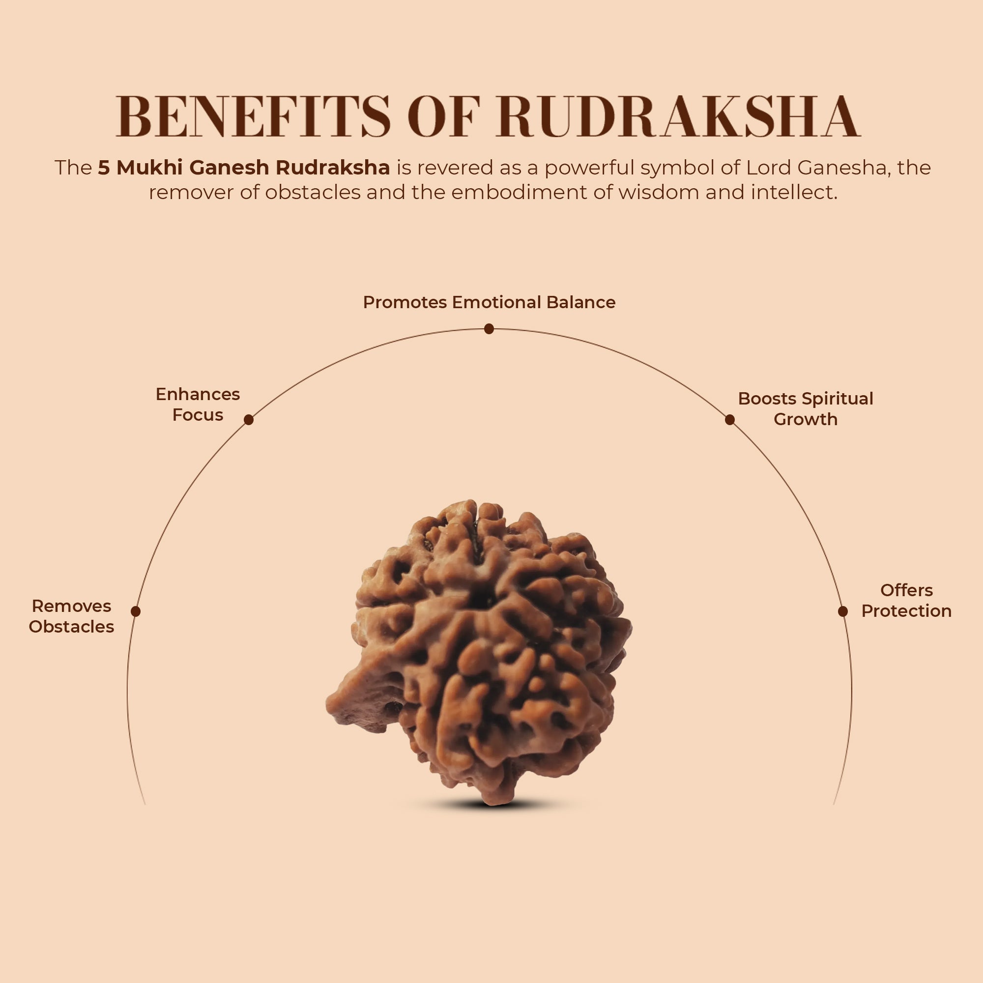 5 Mukhi Rudraksha (Ganesh)