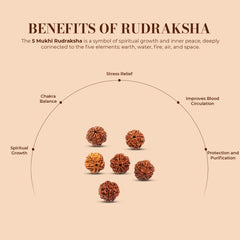 5 Mukhi Rudraksha (Water Beads)