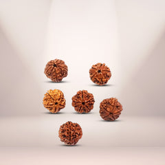 5 Mukhi Rudraksha (Water Beads)