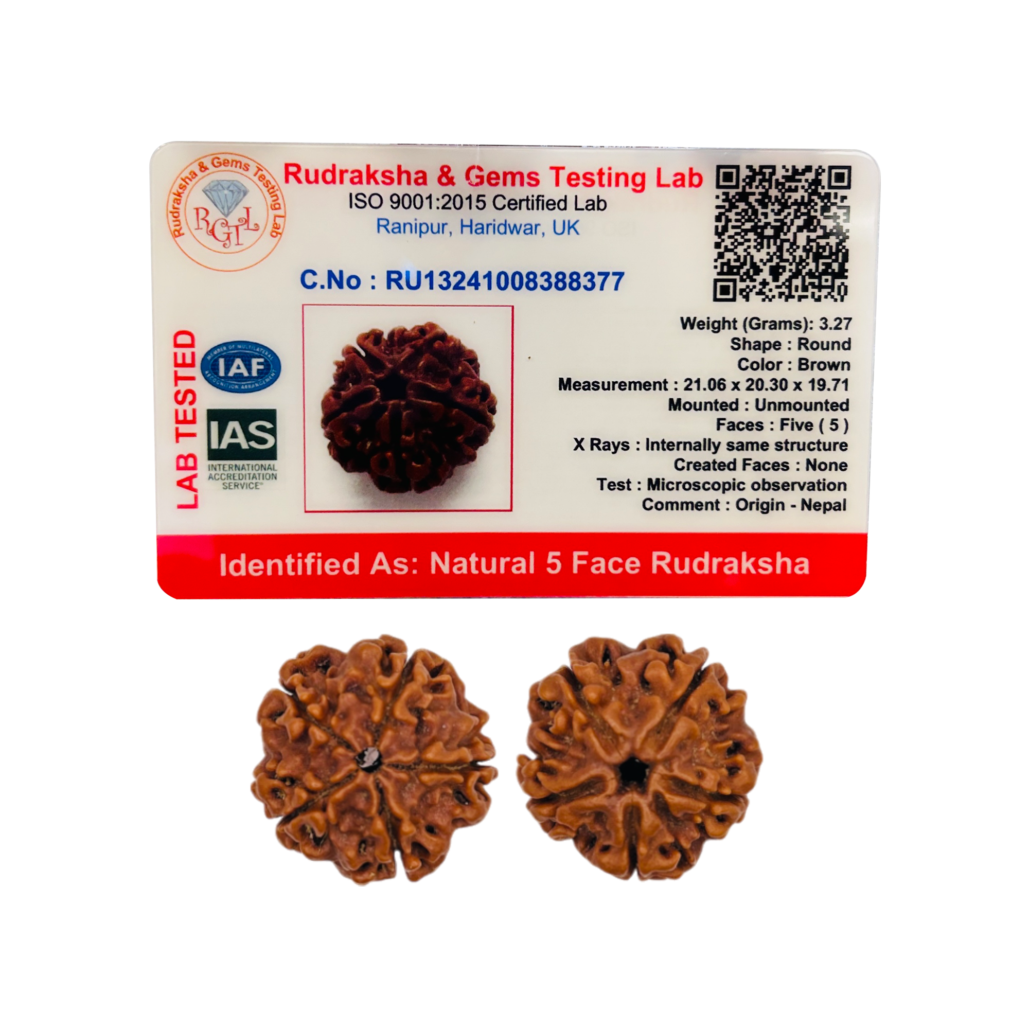 5 Mukhi Rudraksha (Nepali) - Super Collector