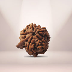 5 Mukhi Rudraksha (Ganesh)