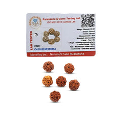 5 Mukhi Rudraksha (Water Beads)