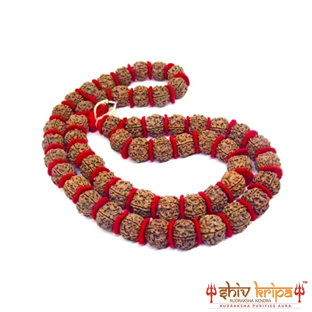 5 Mukhi Rudraksha Big Size Kantha Mala