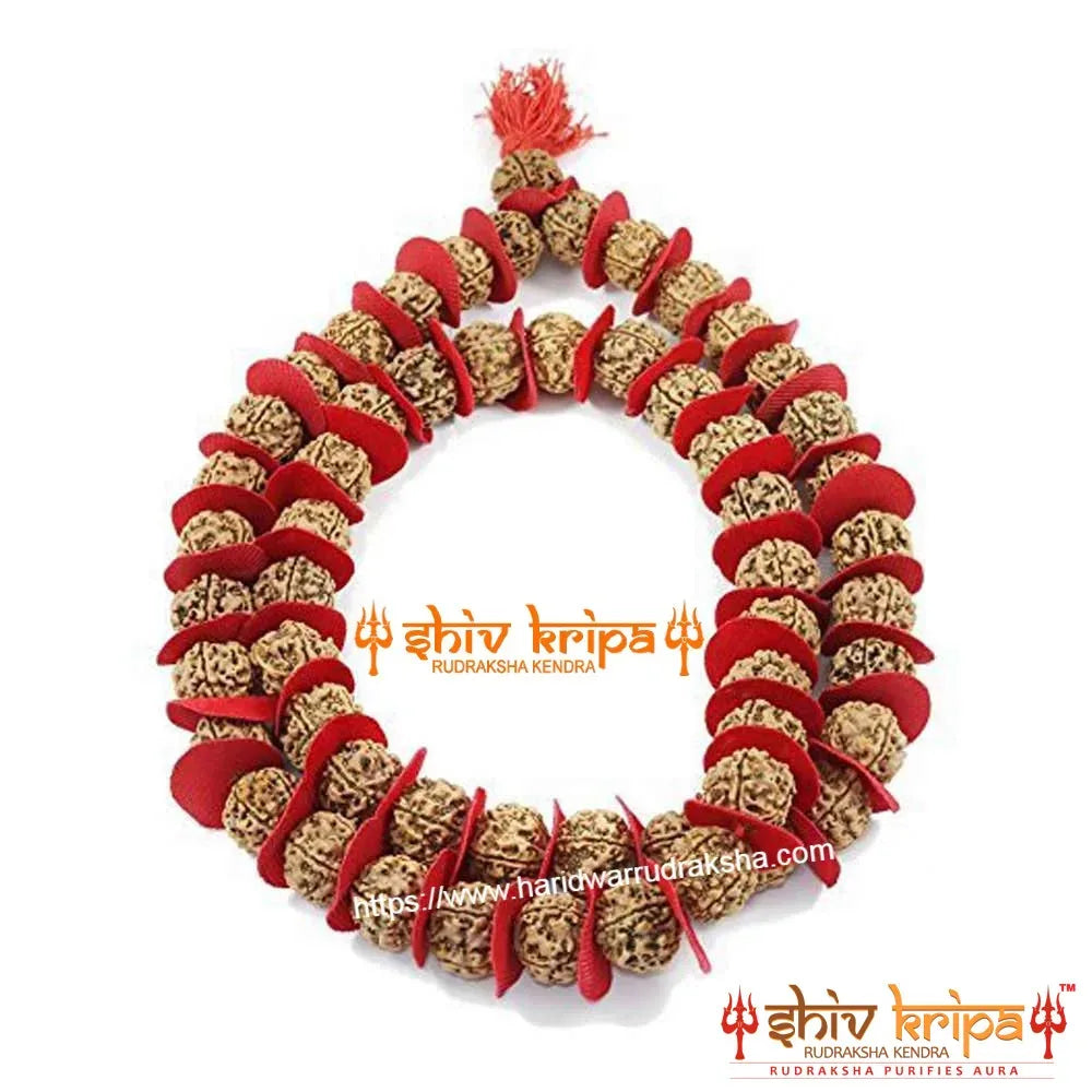 5 Mukhi Rudraksha Big Size Kantha Mala