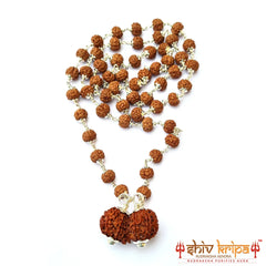 Gauri Shankar 5 Mukhi Rudraksha Mala