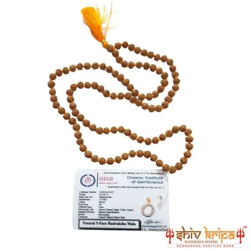 Premium Semi Chikna Rudraksha Mala