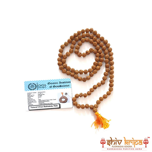 Semi Chikna Premium Rudraksha Mala