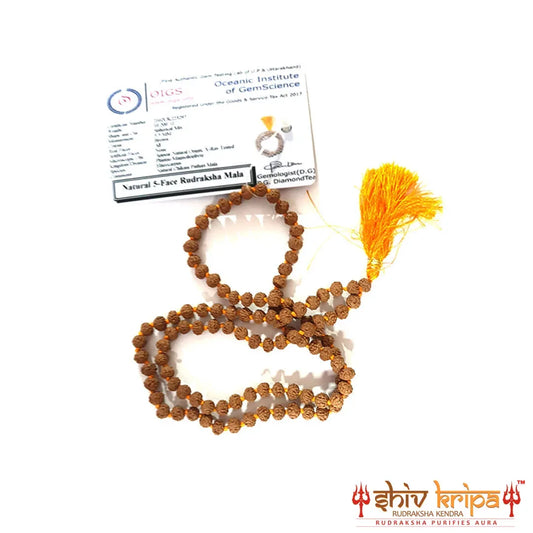 Semi Chikna 5 Mukhi Rudraksha Mala