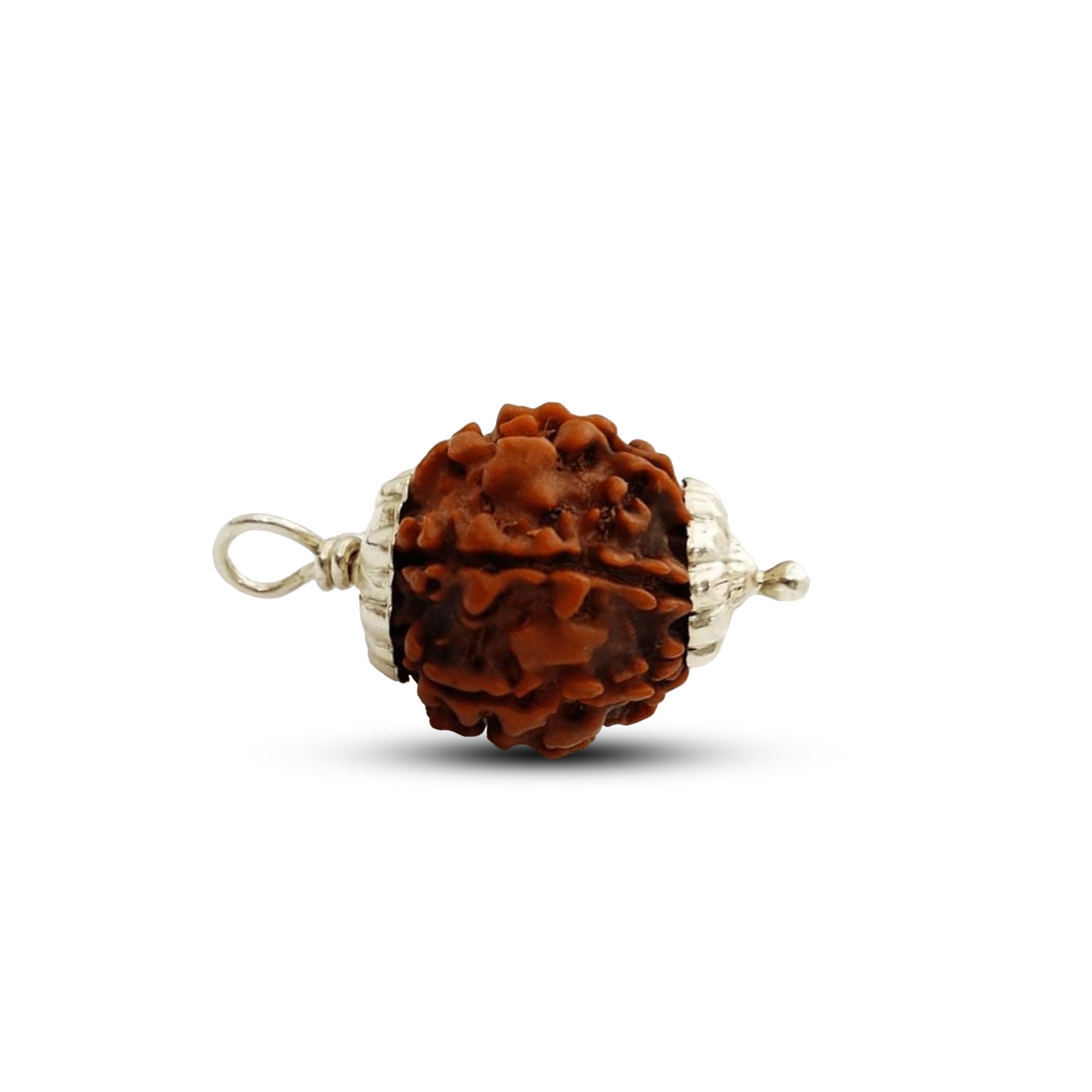 5 Mukhi Rudraksha (Nepali) - Super Collector