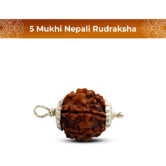 5 Mukhi Rudraksha (Nepali) - Super Collector