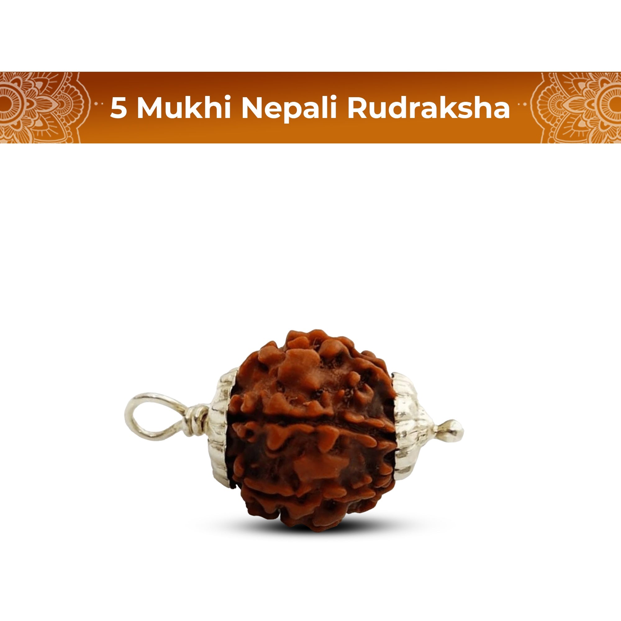 5 Mukhi Rudraksha (Nepali) - Medium