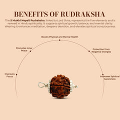 5 Mukhi Rudraksha (Nepali) - Super Collector