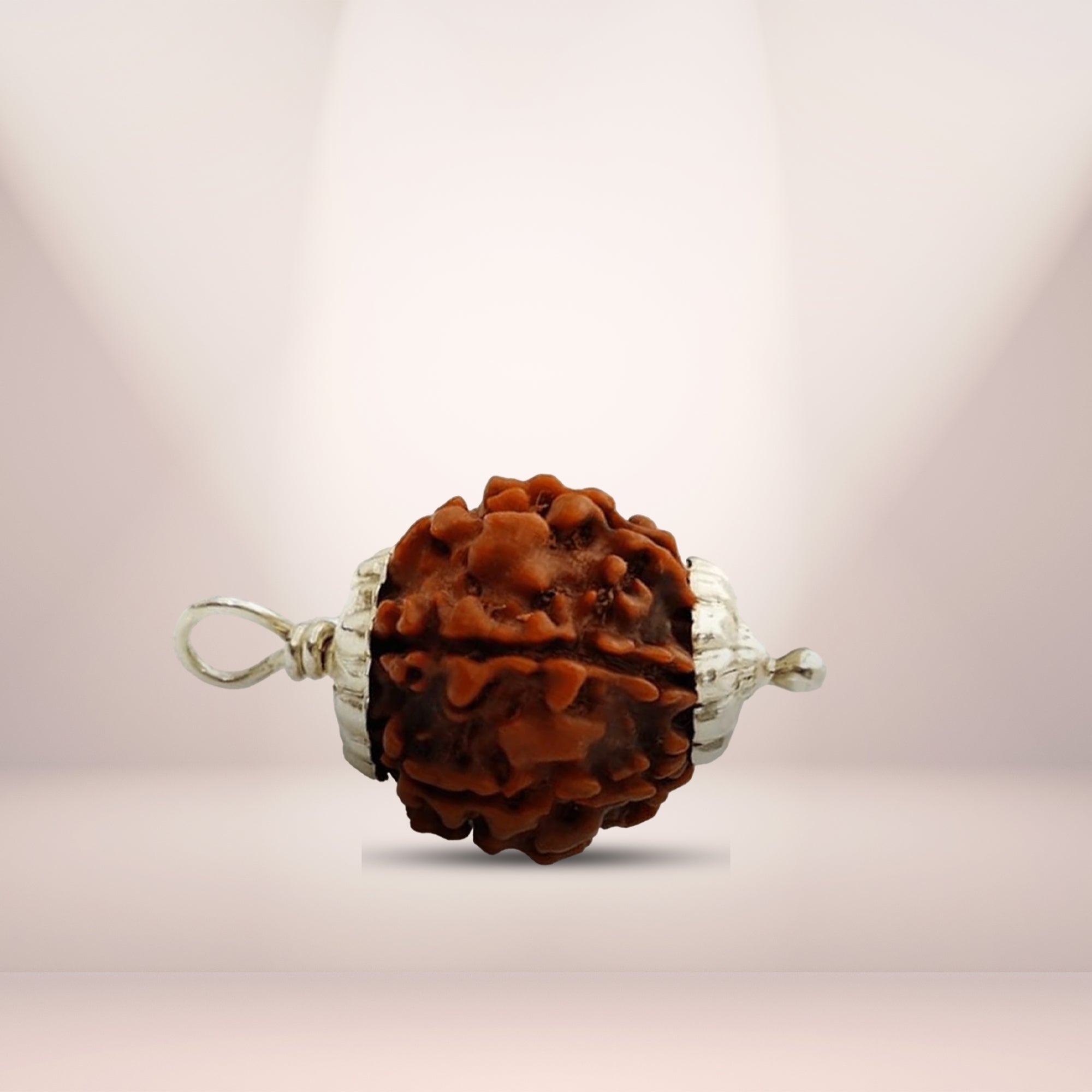 5 Mukhi Rudraksha (Nepali) - Collector