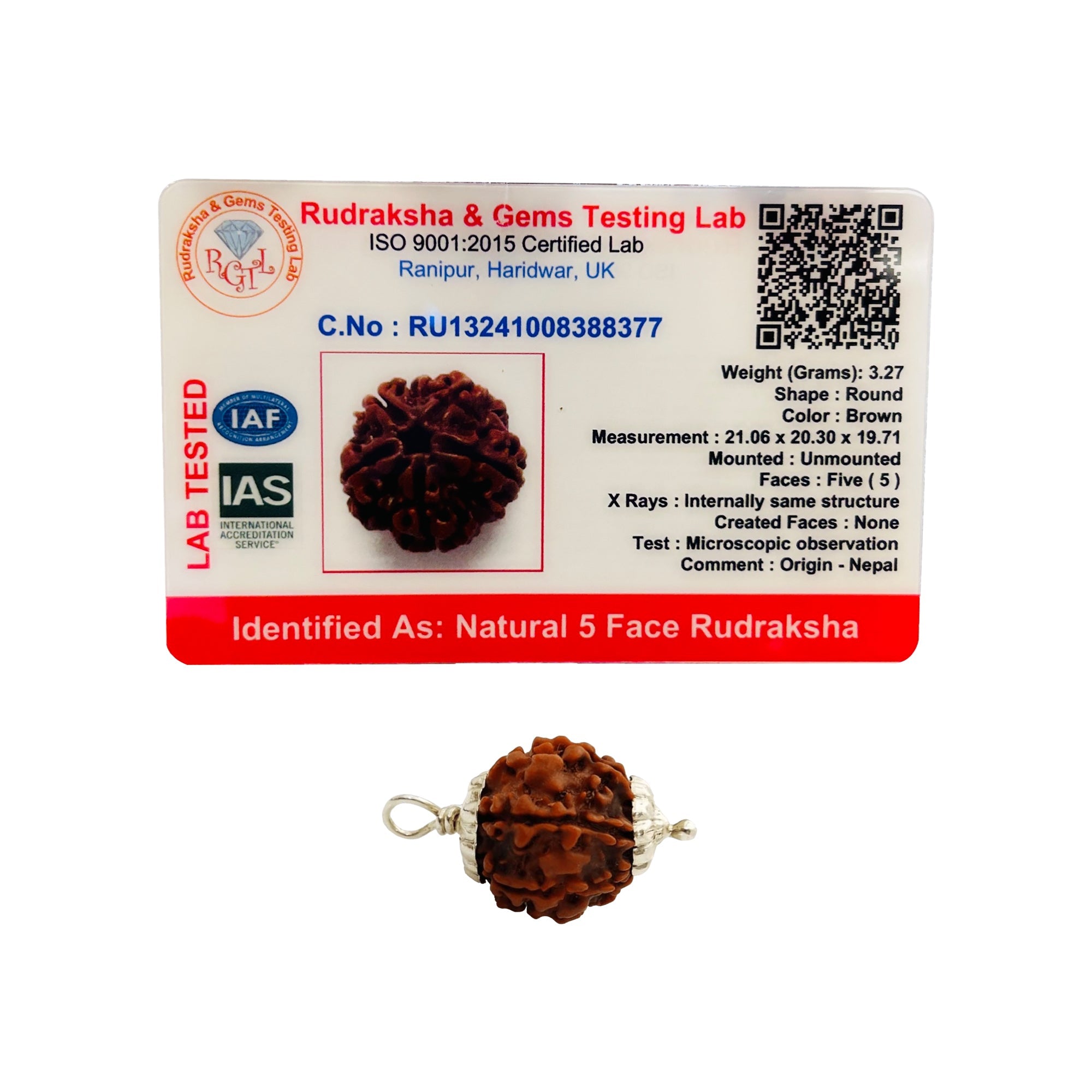 5 Mukhi Rudraksha (Nepali) - Medium