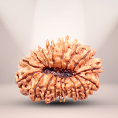 17 Mukhi Rudraksha (Nepali) - Collector