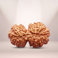 Natural 16 Mukhi Rudraksha (Nepali) - Gaurishankar