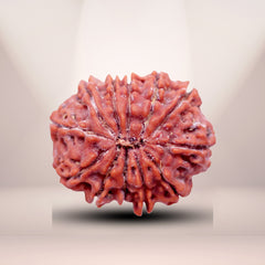 12 Mukhi Rudraksha (Nepali) - Medium