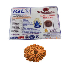 13 Mukhi Rudraksha (Nepali) - Super Collector