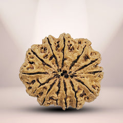 13 Mukhi Nepali Rudraksha