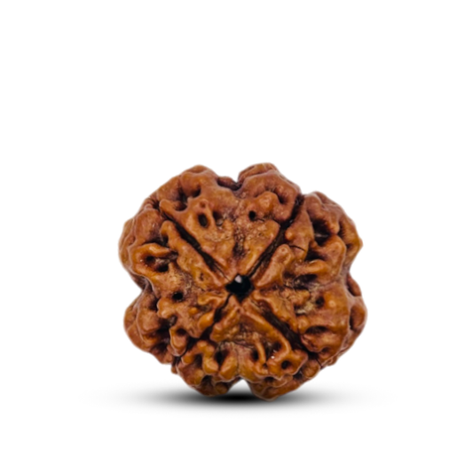 4 Mukhi Rudraksha (Nepali) - Medium