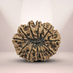 12 Mukhi Nepali Rudraksha 1