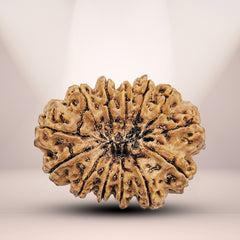 13 Mukhi Nepali Rudraksha 1