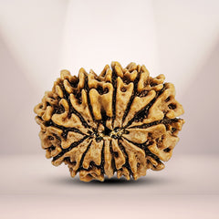 13 Mukhi Rudraksha (Nepali) - Medium