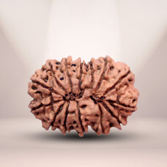 14 Mukhi Rudraksha (Nepali) - Super Collector